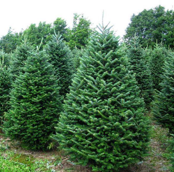 Christmas Pine Tree Logo - Real Christmas Tree Varieties. Madison, WI