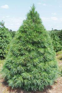 Christmas Pine Tree Logo - Favorite Christmas Tree Varieties-South Carolina Christmas Tree ...