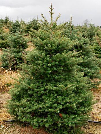 Christmas Pine Tree Logo - Choosing the right Christmas tree