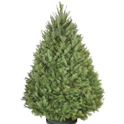 Christmas Pine Tree Logo - Types of Real Christmas Trees - The Home Depot