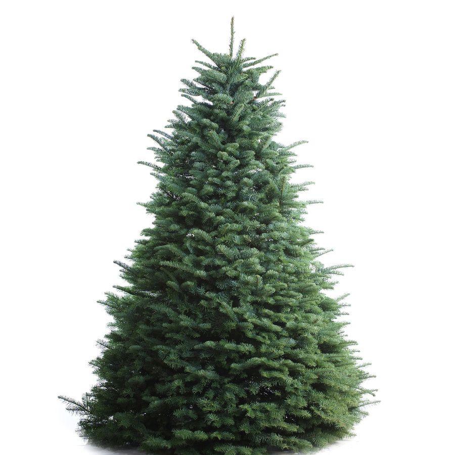 Christmas Pine Tree Logo - Fresh Christmas Trees at Lowes.com