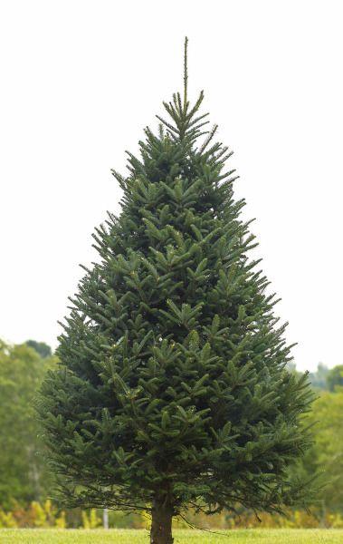 Christmas Pine Tree Logo - Real Christmas Trees. Wolcyn Tree Farms