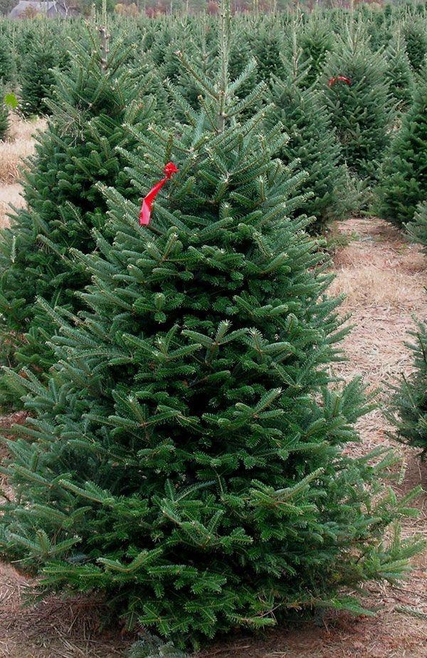 Christmas Pine Tree Logo - Christmas Trees Family Farms