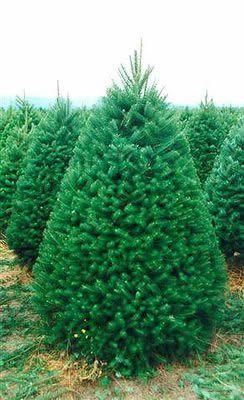 Christmas Pine Tree Logo - Wholesale Christmas Trees | Fresh from Oregon | Holiday Tree Farms