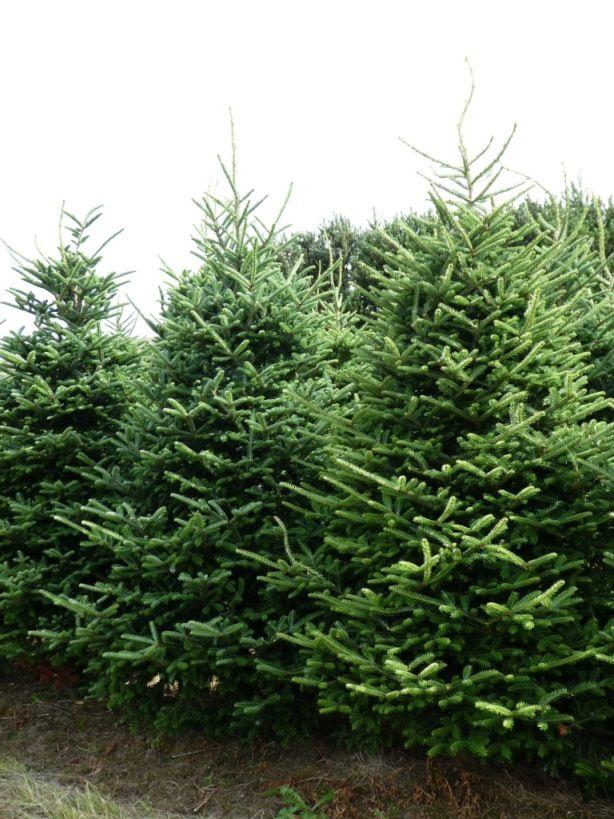 Christmas Pine Tree Logo - Real Fraser Fir Christmas Trees Freshly Cut Christmas Trees