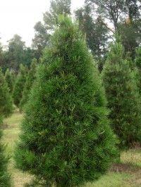 Christmas Pine Tree Logo - Choose & Cut Christmas Trees – Plantation Pines