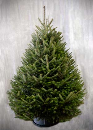 Christmas Pine Tree Logo - Tree Information: Weir Tree Farms, New Hampshire