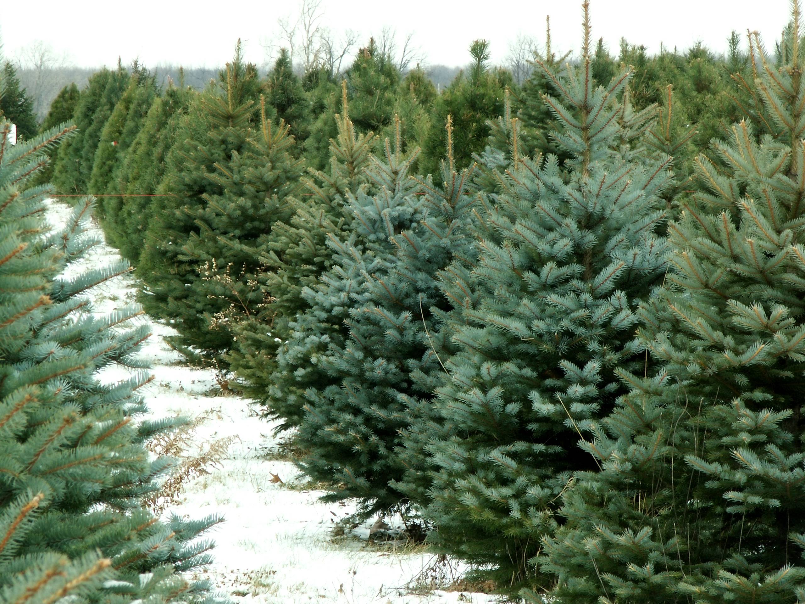 Christmas Pine Tree Logo - The Great Christmas Tree Debate: The Answer Is Really Real - terrapass