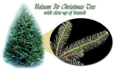 Christmas Pine Tree Logo - Common Christmas Trees Grown in Minnesota