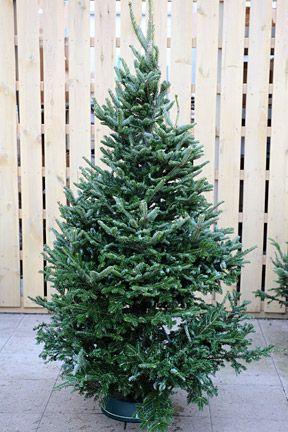 Christmas Pine Tree Logo - Christmas trees / RHS Gardening