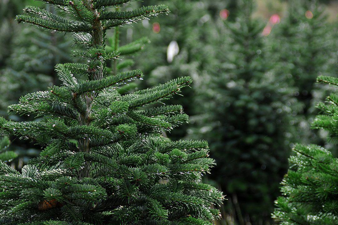 Christmas Pine Tree Logo - Home Christmas Tree Growers Association