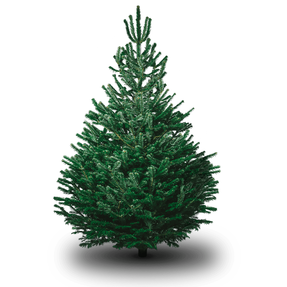 Christmas Pine Tree Logo - Nordmann Fir Real Christmas Tree. Pines and Needles