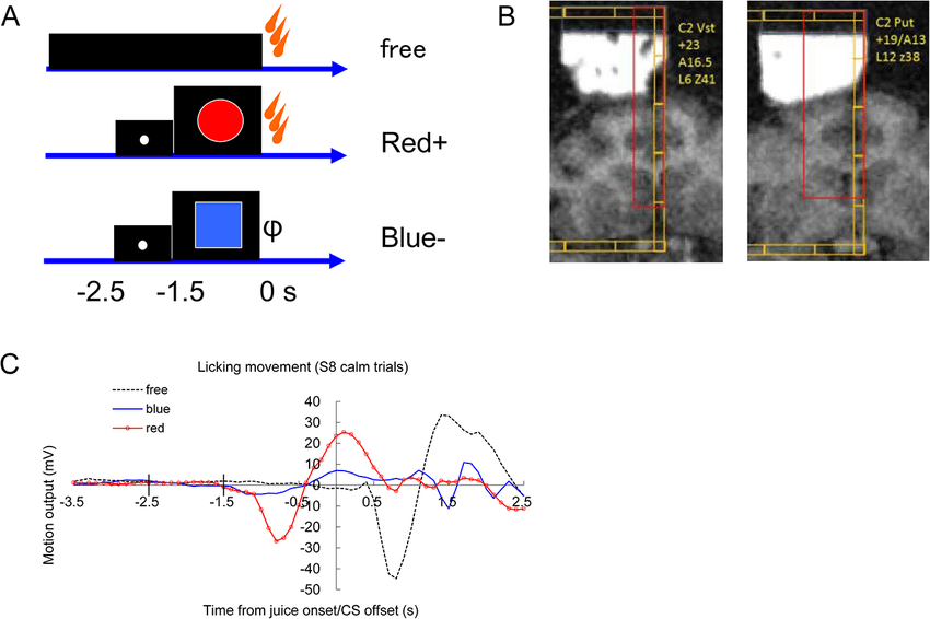 Liquid Blue and Red Square Logo - Liquid reward task and behavioral responses. (A) Pavlovian cue ...