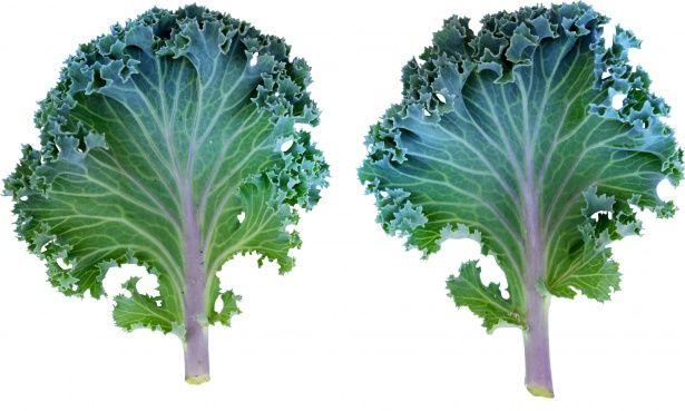Kale Leaf Logo - Kale Leaves Free Domain Picture