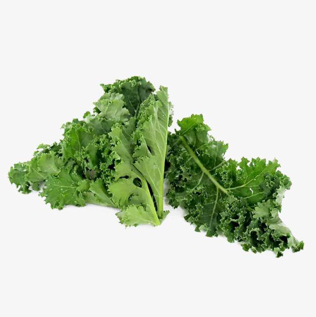 Kale Leaf Logo - Kale, Western Vegetables, Green, Health PNG Image and Clipart
