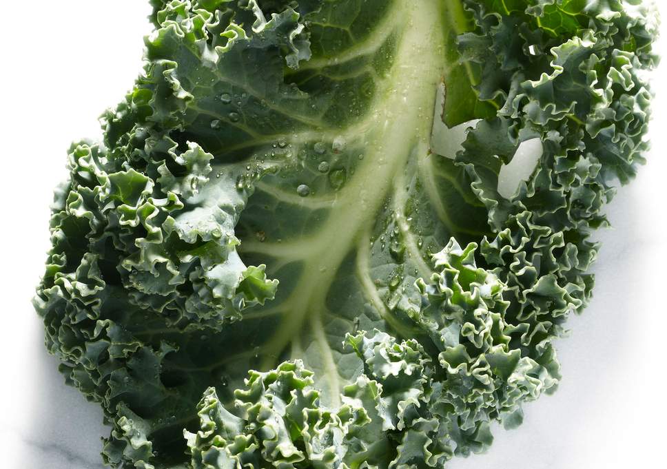 Kale Leaf Logo - Kale and hearty: The curly green stuff is suddenly trendy and sales