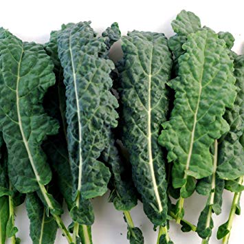 Kale Leaf Logo - Amazon.com : Kale Italian Lacinato Nero Toscana Certified Organic ...