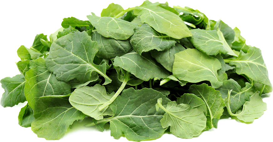 Kale Leaf Logo - Baby Kale Information, Recipes and Facts