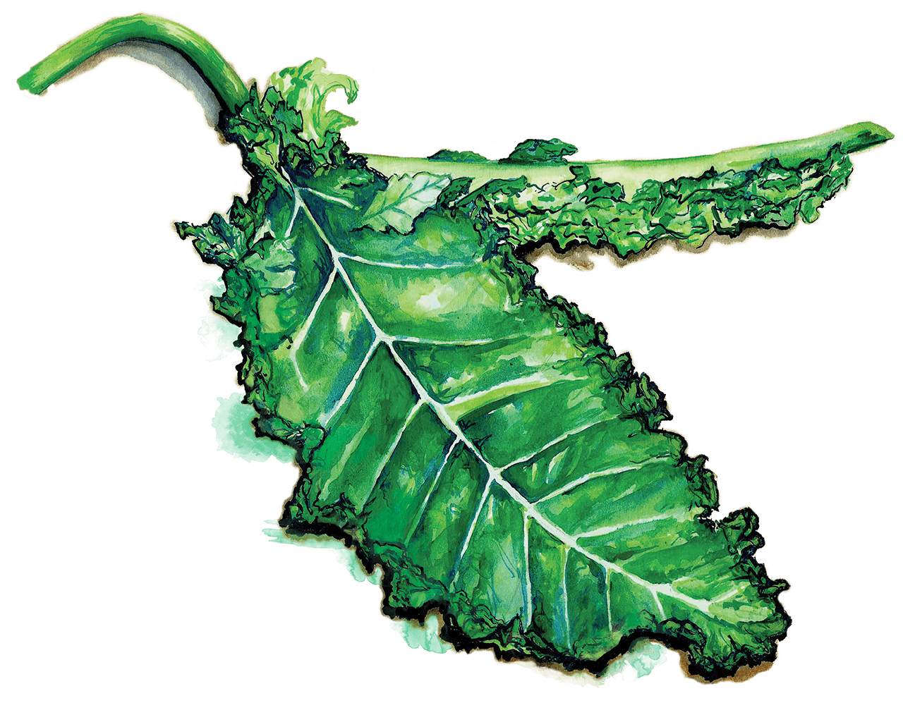 Kale Leaf Logo - Kale Farm to School