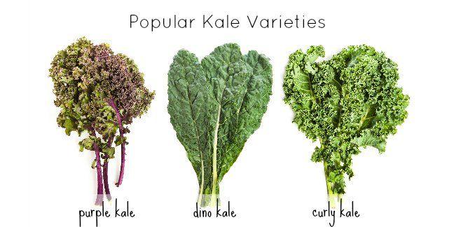 Kale Leaf Logo - Kale for Baby Food Recipes