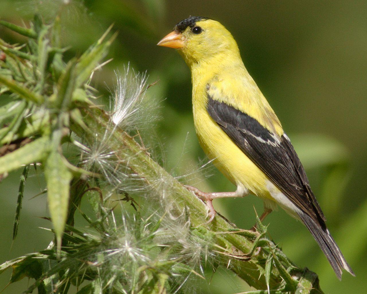 Flying Bird with Yellow Circle Logo - List of birds of Iowa