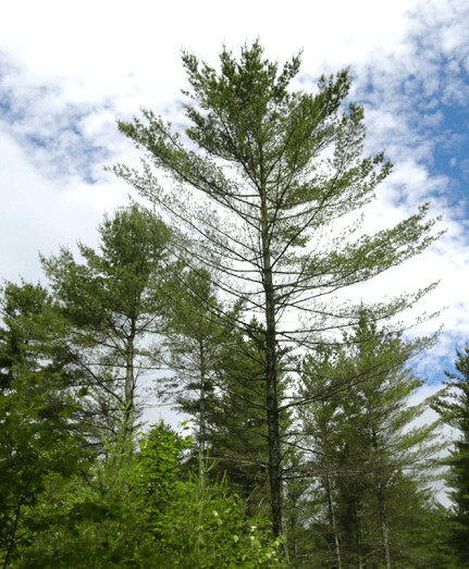 Pine Tree Maine Logo - Ailing pine trees prompt calls to Maine Forest Service