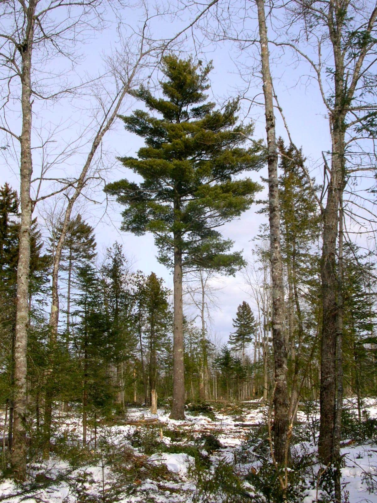 Pine Tree Maine Logo - Forests for Maine's Future from the Woods Journal