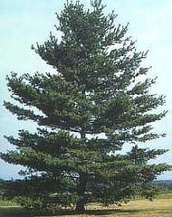 Pine Tree Maine Logo - Fungal Disease Leads to White Pine Needle Drop in Maine | Maine Public