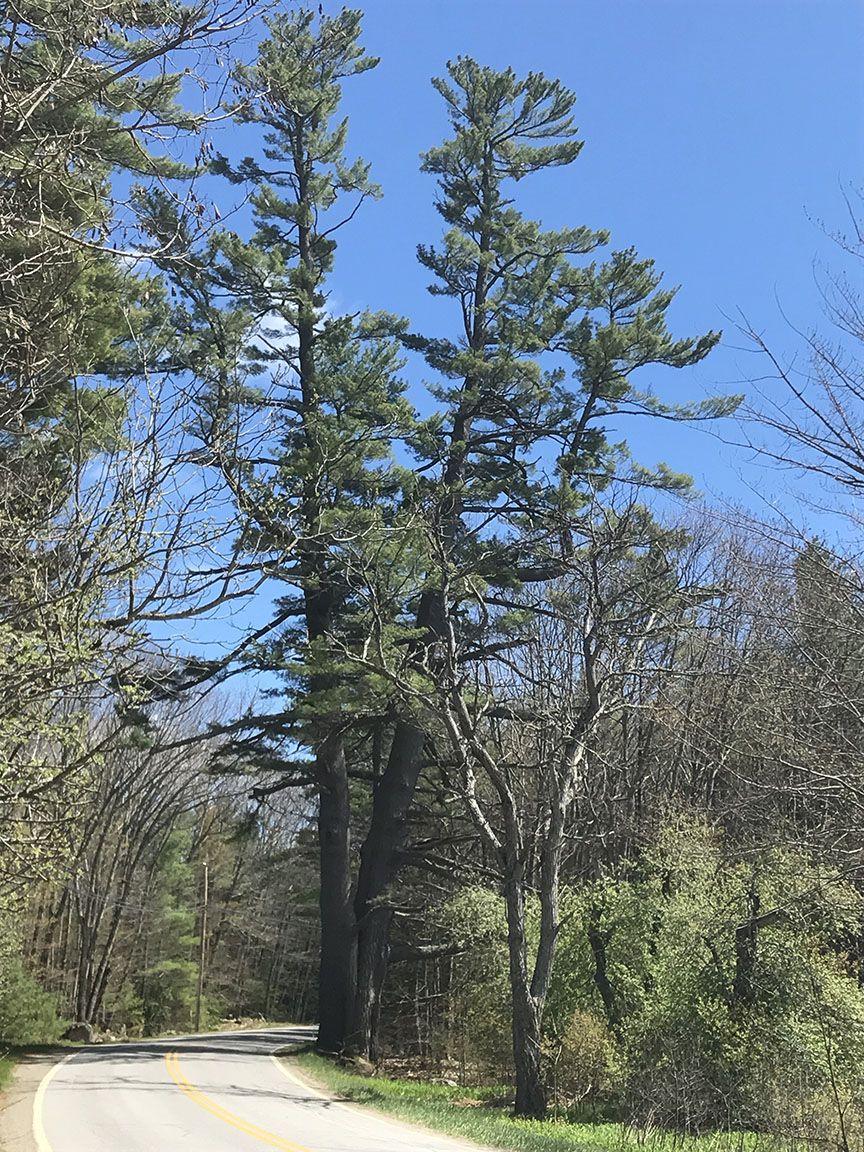 Pine Tree Maine Logo - Going, Going: Maine's Biggest White Pine Slated for Removal > Maine ...