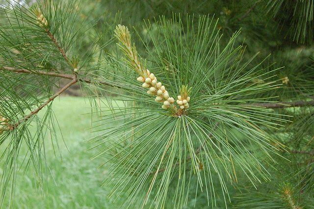 Pine Tree Maine Logo - Maine State Floral Emblem. White Pine Cone and Tassel
