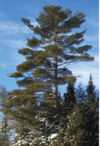 Pine Tree Maine Logo - Forests for Maine's Future