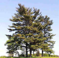 Pine Tree Maine Logo - Maine State Tree: Eastern White Pine (Pinus strobus)