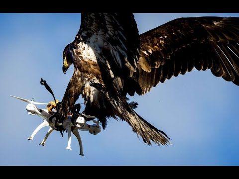 Savage Eagles Logo - Savage Top 10 Eagles destroying drones - YouTube