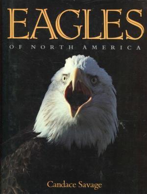 Savage Eagles Logo - 9780888332332: Eagles of North America - AbeBooks - Candace Savage ...
