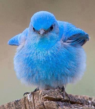 Cute Blue Bird Logo - Mountain Bluebird cute blue nature birds mountain wildlife bluebird ...