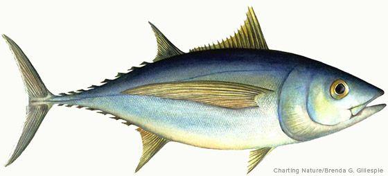 Albacore Tuna Logo - Albacore Tuna