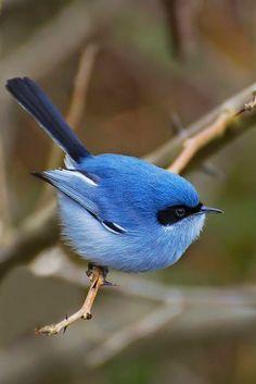 Cute Blue Bird Logo - 368 Best Cute Blue Birds images | Little birds, Beautiful birds ...