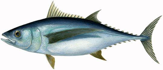 Albacore Tuna Logo - Ocean Naturals Albacore Tuna | Ocean Naturals
