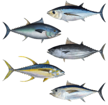 Albacore Tuna Logo - Tuna