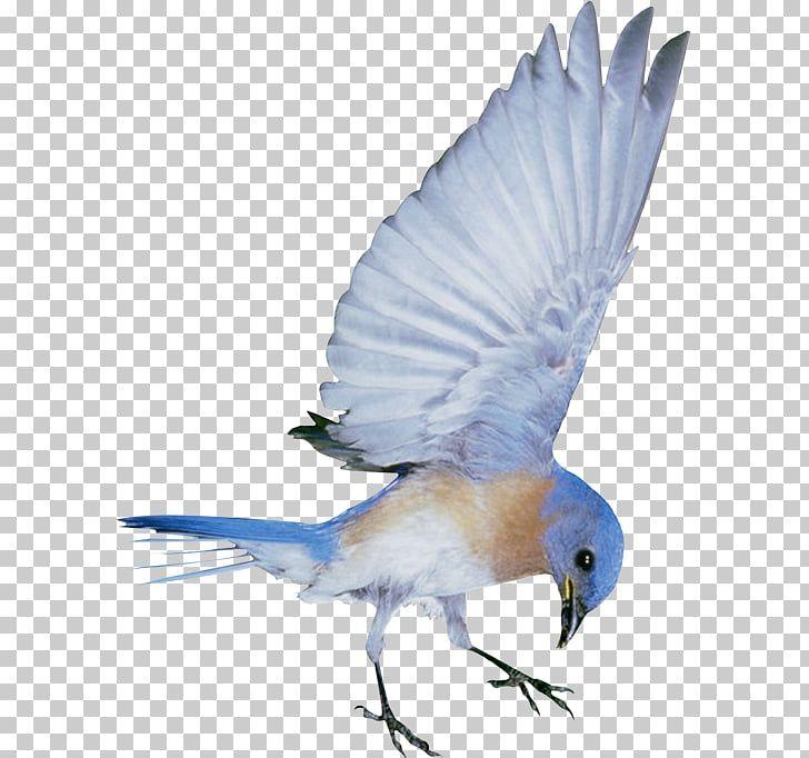 Cute Blue Bird Logo - Hummingbird, Creative cute blue birds PNG clipart. free clipart