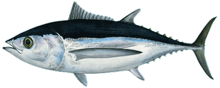 Albacore Tuna Logo - Albacore Tuna (Tombo Ahi)
