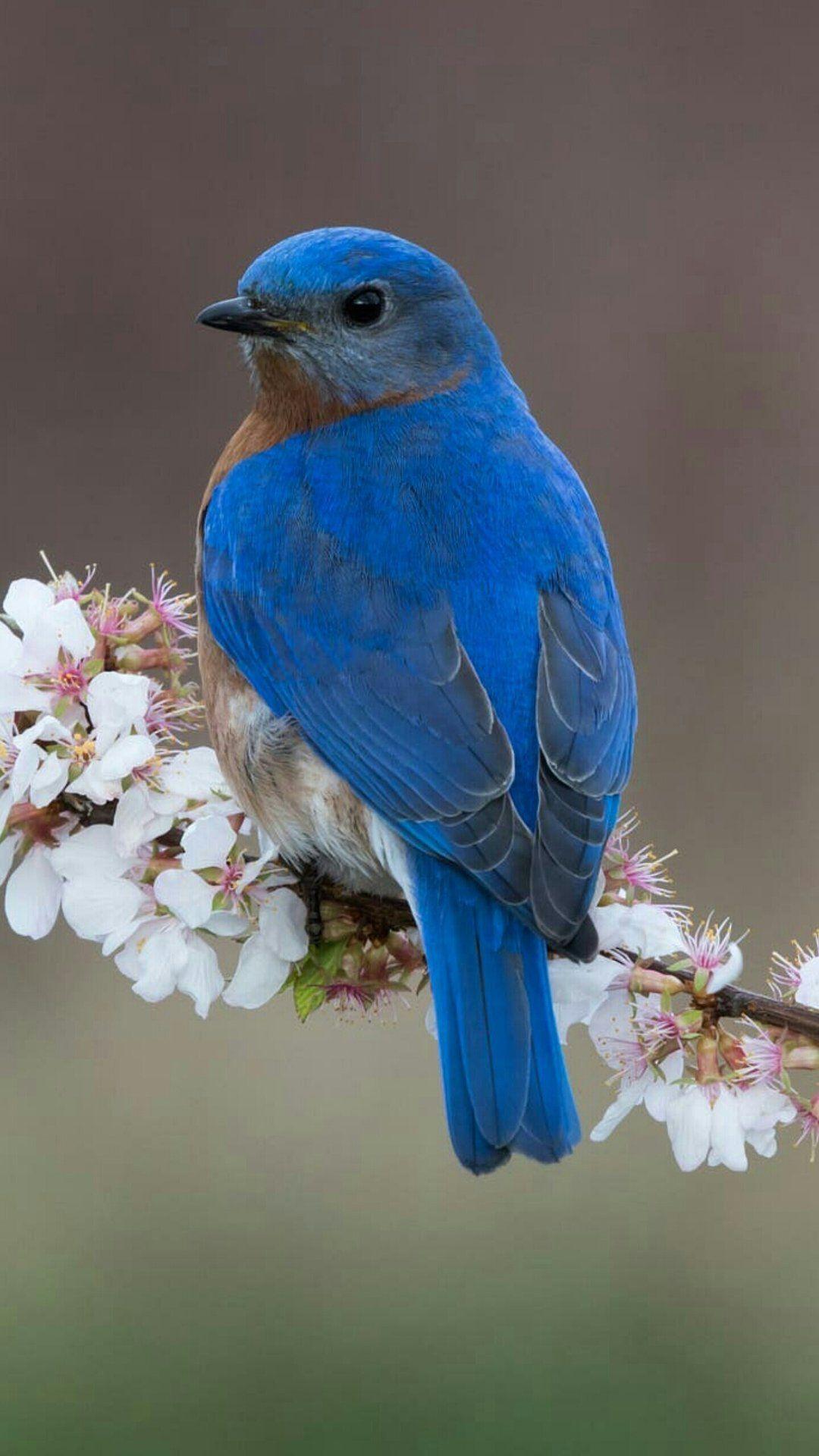Cute Blue Bird Logo - MOUNTAIN BLUEBIRDS.a bird found in North America.measures 6.3