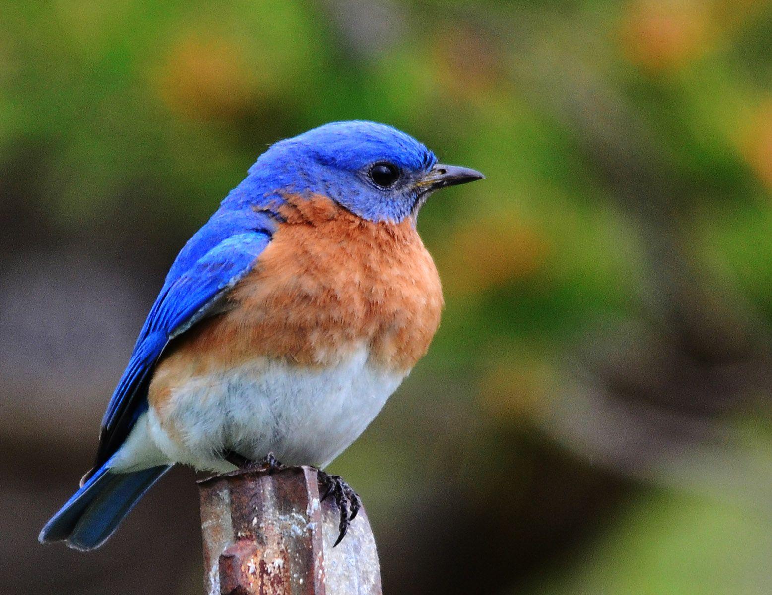 Cute Blue Bird Logo - Blue Bird Birds Wallpaper Background Desktop Archived At Animal