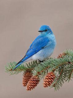 Cute Blue Bird Logo - 368 Best Cute Blue Birds images | Little birds, Beautiful birds ...