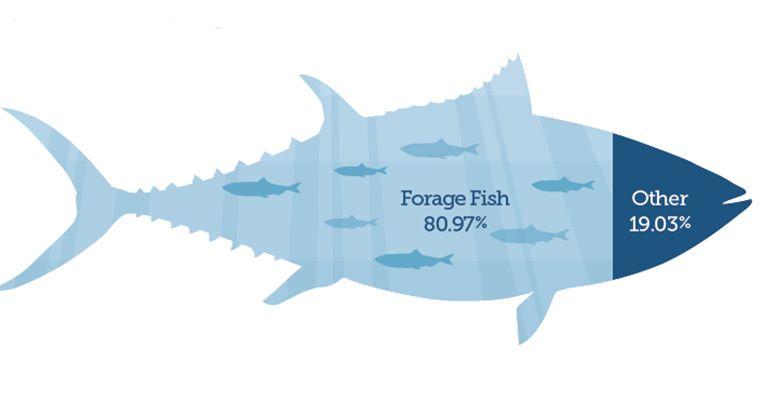 Albacore Tuna Logo - Little Fish, Big Deal: For a Healthy Ocean, Albacore Tuna Need ...