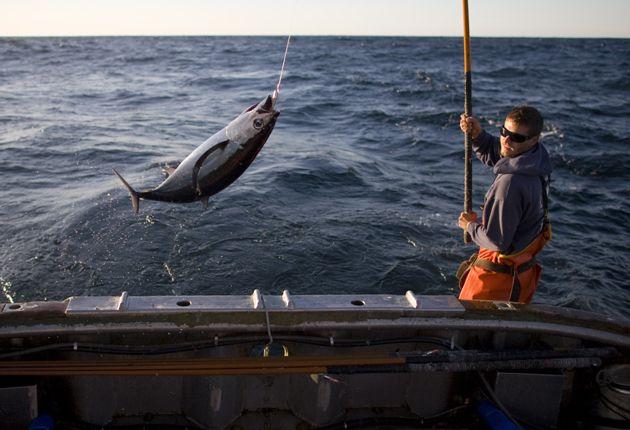 Albacore Tuna Logo - What's The Catch? Is Albacore Tuna truly sustainable?