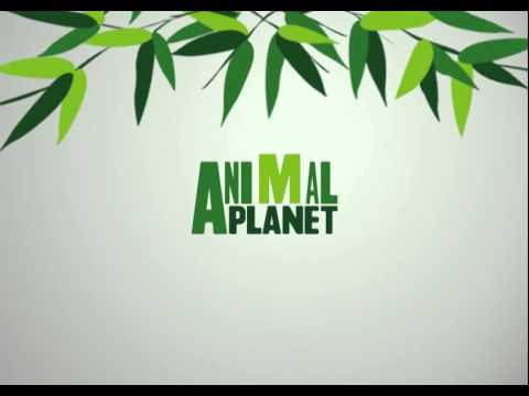 Animal Planet Logo - Animal Planet Logo Reveal