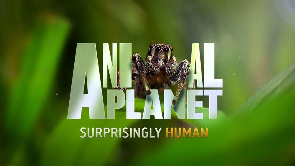 Animal Planet Logo - Animal Planet Logo New. JUST™ Creative