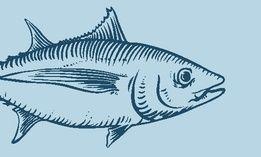 Albacore Tuna Logo - Albacore Tuna