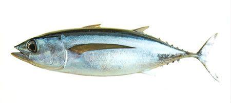 Albacore Tuna Logo - Albacore tuna Washington. Washington Department of Fish
